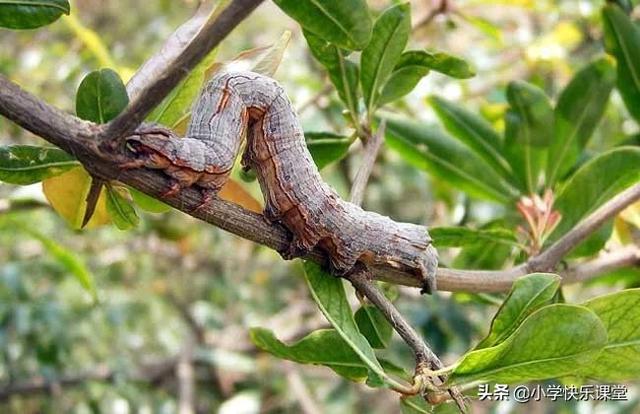 尺蠖观察 —— 写物小学生日记周记作文600字