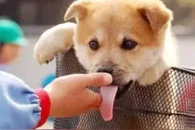 小狗舔伤口致9岁男童狂犬病死亡？真相是这样图片