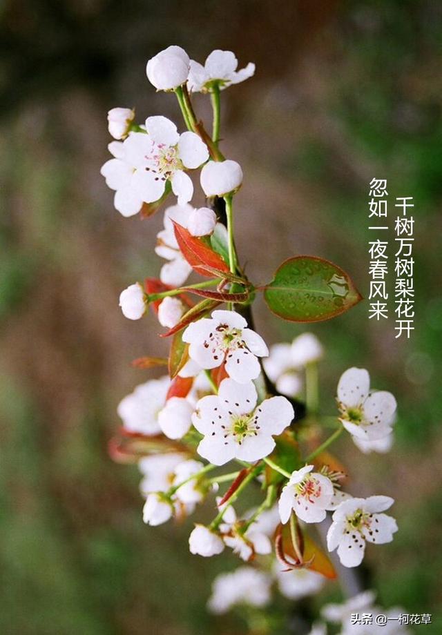 三月观花指南，这8种花三月开，不要错过花期