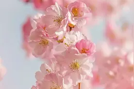 石河子第十四届好运桃花节4月18日开幕图片