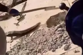 居民楼下水道频发异响，难道是半夜“闹鬼”？挖出巨物原来是塘鲺图片