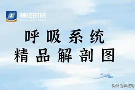 呼吸系统-精品解剖图图片