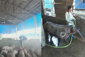 90后美女回农村养猪3年，一个人管理四百头猪年利润直逼三百万图片