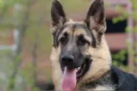 俄罗斯名犬：东欧牧羊犬图片