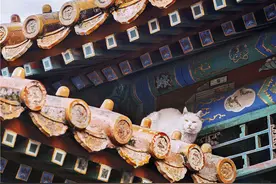 实地寻访故宫里的“御猫”，镜头下的惬意生活之外，却是和流浪猫一样的生存现实图片