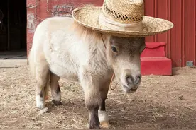 可爱的小矮马可不是什么人都能养的，来看看它们背后的故事吧图片