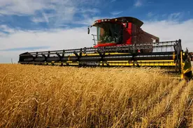 小麦丰收在即，收割机收麦子一亩是多少钱？有人一天挣五千元图片