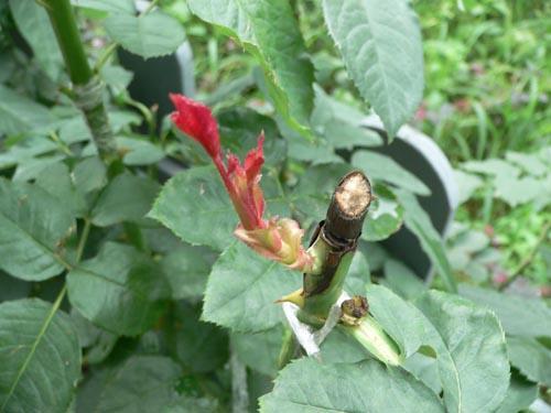 月季嫁接很难？教你一招，就能提高嫁接成活率，让植株开出多色花