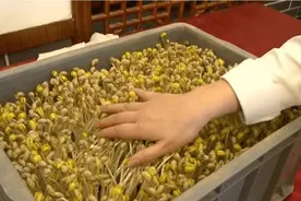 农村大叔10平方米沙土里撒黄豆，5天吃上鲜美豆芽，不施肥不打药图片