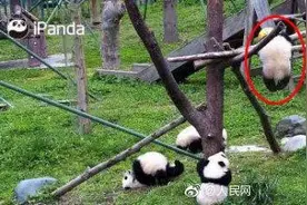 痛心，大熊猫宝宝凌晨绳索缠颈意外身亡！警惕，小朋友的这种衣服也很危险图片