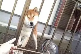 养狗以后的“崩溃”瞬间，网友：看完后心疼铲屎官图片