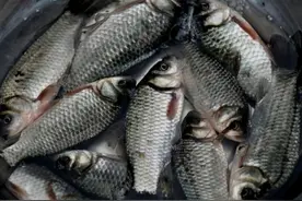 鱼的“土腥味”和“柴油味”是哪来的？还能吃吗？今天一次说清楚图片