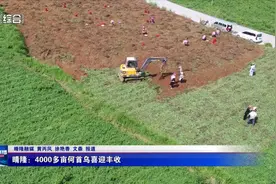 晴隆：4000多亩何首乌喜迎丰收图片