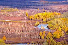 林草科普|北极村：中国最北的森林图片