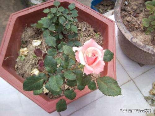 想要月季枝叶茂、开花艳，盆里用上“2种料”，效果非常好
