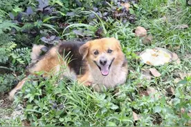 “粗心”男子将爱犬遗忘路边，狗狗原地苦等7个月，终与主人重逢图片