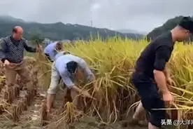 稻谷成熟却无人收割，老人到公安局询问儿子何时释放，后续来了图片