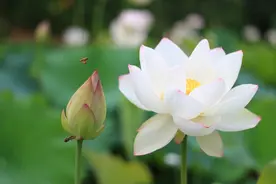 10分钟《古诗课》「38」小娃撑小艇，偷采白莲回图片