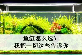 新手养观赏鱼，鱼缸怎么选？我把技巧告诉你，省去日后麻烦