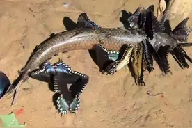 人死后为什么会有蝴蝶飞来？老人说：千万不要打死它图片