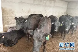 【决战决胜脱贫攻坚】深山“牛魔王” “撞”开贫困“奔”发展图片
