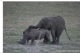 为何公象会强上犀牛？大象的交配与繁殖，奇怪的知识又增加了图片