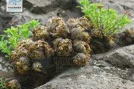 您知道“九死还魂草”指的是哪味中药吗？图片