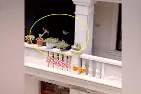 父母对面楼独享美食被女儿发现，确认过眼神，连人带桌转移阵地图片