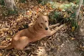 金毛被寄养时走丢，它凭借坐车记忆，半个月暴走100多公里回家图片