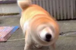 摇头表情包图片