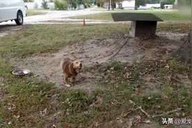 它被铁链锁了整整12年，却在被解救后的第16天死去图片