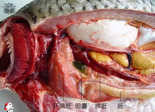 鱼鳞由什么组成