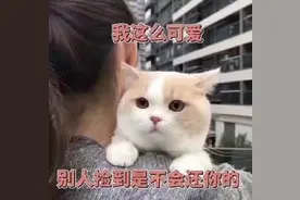 「表情包」 - 猫咪篇图片