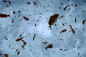 连《走近科学》都不敢讲的动物雨现象，可能是比UFO还玄乎的存在图片