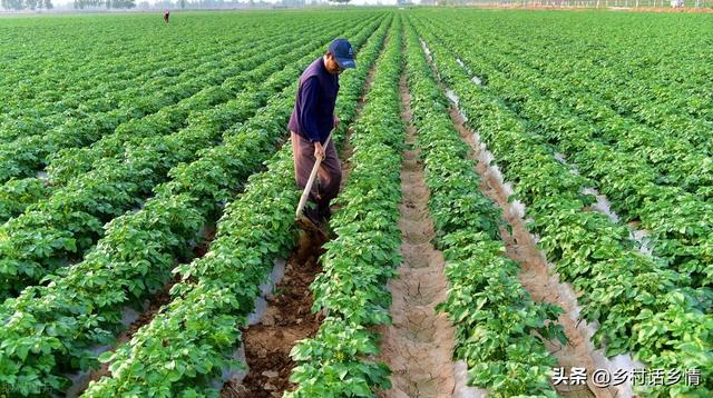 五月份正是土豆生长关键期，做好两个措施，薯块个头大结得还多