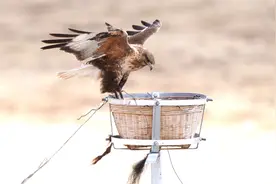 新华全媒+|青藏高原上的“生命鸟巢”图片