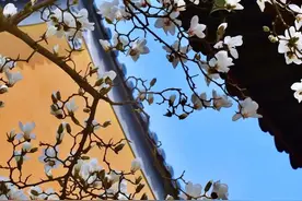 20210224| 中国网约车每日简讯图片