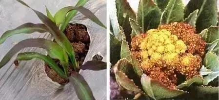 銆屽啘鍖栫鏅€嶆鐗╃己绱犲師鍥犲強 妞嶇墿缂虹礌鐥囩姸瀵圭収琛? onerror=