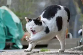 猫咪犯错后，如果有以下五种行为，那就说明它知道错了，快原谅它图片
