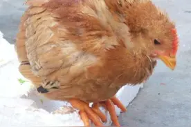 鸡群采食量下滑？精神沉郁？这几种疾病养鸡人要引起重视！图片