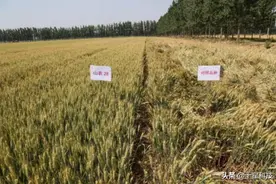 读者推荐的早熟超级麦：山农28，不错，真不错图片