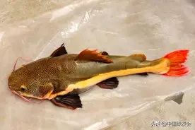 亚马逊红尾鲶竟现身河南，外来种入侵不可小觑图片