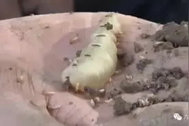 湖北发现一个超大的蚁穴，洞口直径约1.8米，还捉到长5厘米的蚁后图片