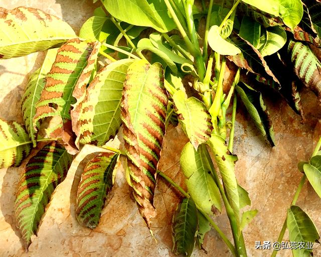 高温天果园追肥 还是选用氨基酸肥稳当