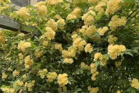 1种花耐寒好养活，-20℃冻不死，花开一大片，比桂花还香！图片