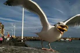 凶猛海鸥，啄伤小海豹屁屁，就连它自己的排泄物也是个大麻烦图片