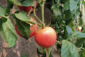 为什么番茄越来越难吃？科学家历时4年研究，发现番茄变了图片