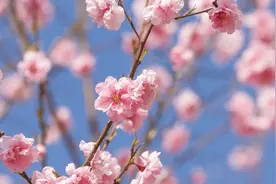 文学作品·美文鉴赏｜等春风来，等樱花开图片