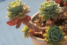 多肉植物得黑腐病是什么原因造成的？学会7个方法可预防此病害图片