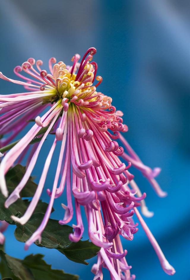 不恨开时晚 自知能傲霜,古诗词里的菊花,唯美了整个秋天